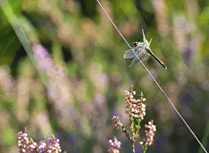 Black darter (Sympetrum danae)