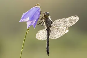 Black Darter (Sympetrum danae)