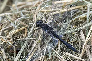 Black Darter (Sympetrum danae)