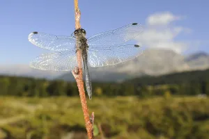 Black Darter (Sympetrum danae) adult male