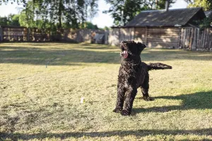 The black dog eagerly waits in the sunny yard