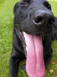 Black dog panting thrusting out the long tongue