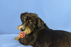 Framed Print : A black dog with toy looks back on a blue background