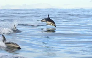 Black dolphin, black dolphin, black dolphins