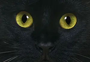 Black domestic cat, close-up of the eyes