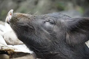 Black domestic pig, Paul Valley