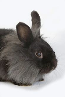 Black Dwarf Rabbit against White Background