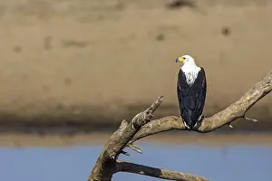 Black eagle (Haliaeetus vocifer), Zambia