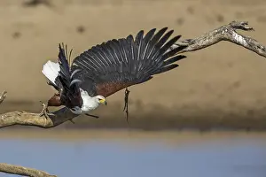 Black eagle hunting, prey, fish