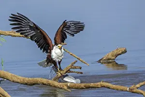 Black eagle hunting, prey, fish