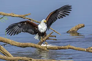 Black eagle hunting, prey, fish