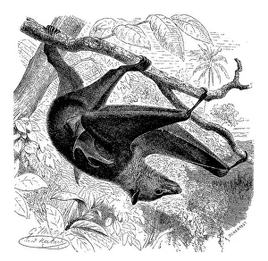 Black-eared flying fox (Pteropus) (Pteropodidae)