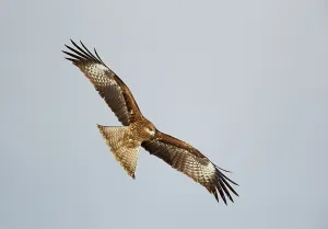 Black-eared Kite (Milvus migrans lineatus)