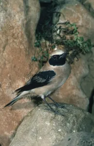 Black-eared Wheatear (Oenanthe hispanica)