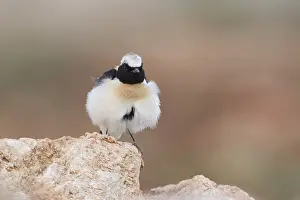 Black-eared Wheatear (Oenanthe hispanica) male