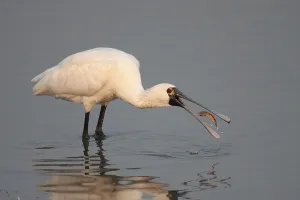 Black-faced black-faced spoonbill (Platalea minor) adult