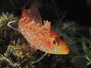 Black-faced blenny (Tripterygion delaisi)