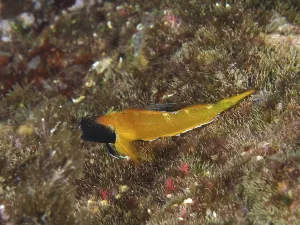 Black-faced blenny (Tripterygion delaisi)