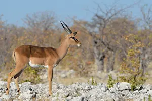 Black-faced impala (Aepyceros melampus petersi)