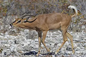 Black-faced Impala (Aepyceros melampus petersi)
