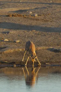Black-Faced Impala (Aepyceros melampus petersi)