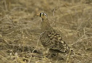 Black-faced Sandgrouse (Pterocles decoratus)