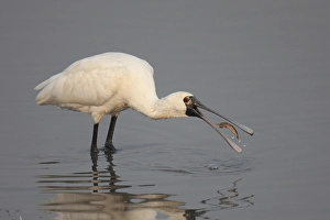 Black-faced Spoonbill (Platalea minor)