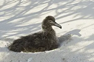 Black-footed Albatross (Phoebastria nigripes)