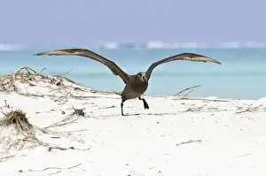 Black-footed Albatross (Phoebastria nigripes)