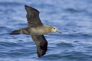 Black-footed Albatross (Phoebastria nigripes) flying