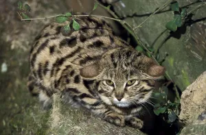 Black-footed cat (felis nigripes)