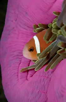 Black-footed Clownfish, Maldives