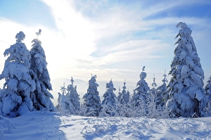 Black Forest, Black Forest in winter