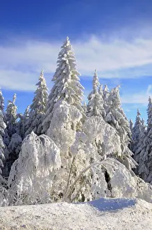 Black Forest, Black Forest in winter