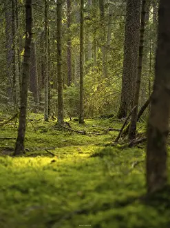Black Forest, Unterhaugstett, Germany