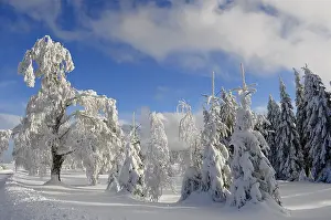 Black Forest in Winter, Spruce Forest