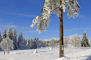 Black Forest in Winter, Spruce Forest