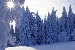 Black Forest in winter, spruce forest