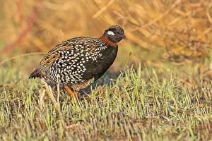 Black francolin (Francolinus francolinus)