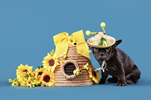 Black French Bulldog dog puppy with bee summer straw hat with antlers sitting next to beehive