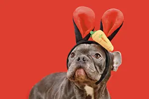 Black French Bulldog dog wearing Easter bunny costume eras with carrot on red background
