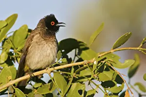 Black-fronted Bulbul (Pycnonotus nigricans)