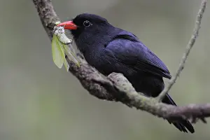 Black-fronted Nunbird (Monasa nigrifrons)
