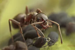 Black Garden Ant (Lasius niger) adult