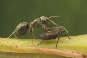 Black Garden Ant (Lasius niger) adult
