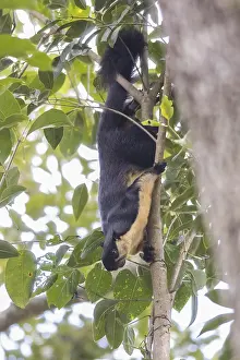 Black giant squirrel (Ratufa bicolor)