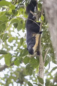 Black giant squirrel (Ratufa bicolor)