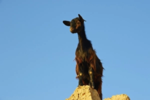 Black goat on boulder, detail, morning light