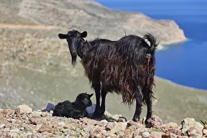 Black goat with newborn lamb on rocky cliff above the sea