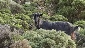 A black goat stands surrounded by dense vegetation and looks into the camera